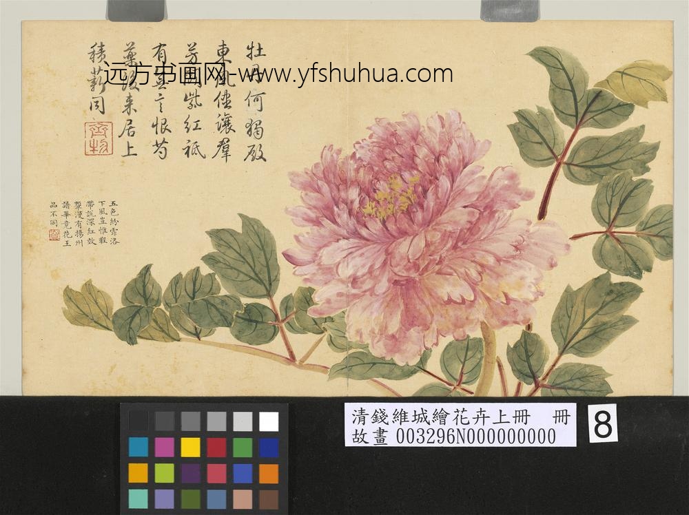清钱维城绘花卉（上）册_牡丹
