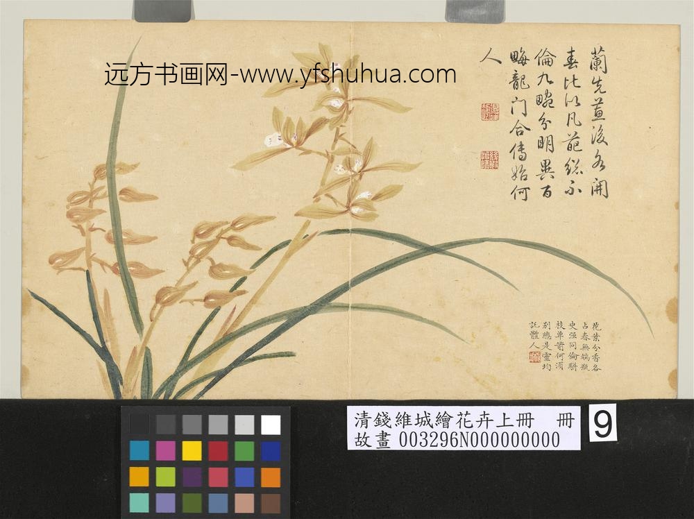 清钱维城绘花卉（上）册_蕙兰