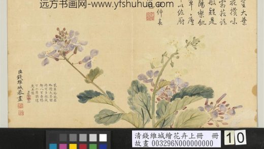 清钱维城绘花卉（上）册 诸葛茉花.jpg