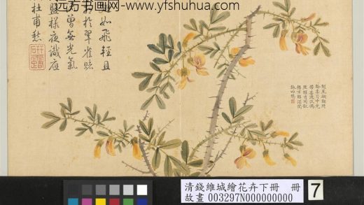 清钱维城绘花卉（下）册 金雀.jpg