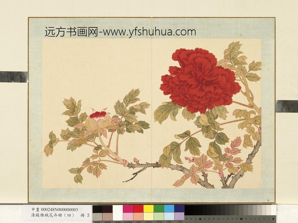 清钱维城花卉册（四）册画牡丹之三