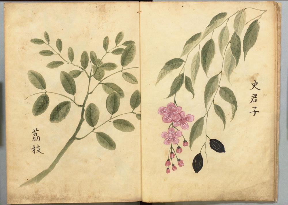_流虬百花谱__