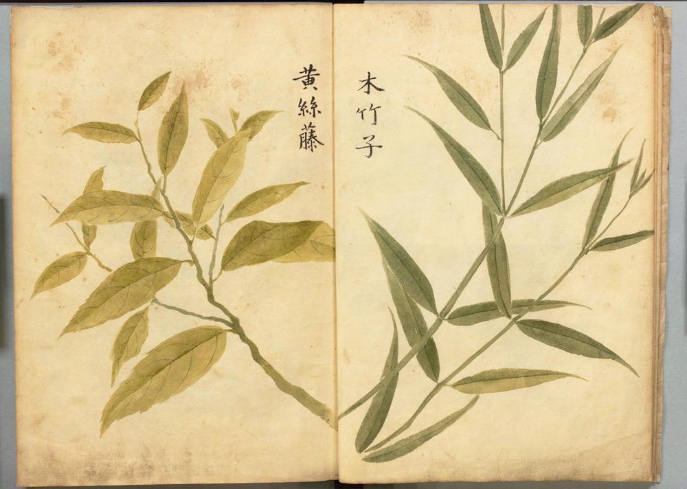 _流虬百花谱__