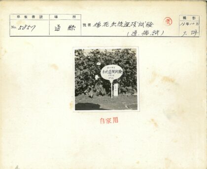 1935年花园植物特写.jpg
