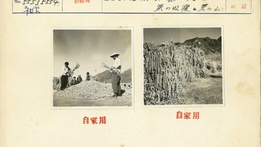 丰收庄稼山脚土路旁.jpg