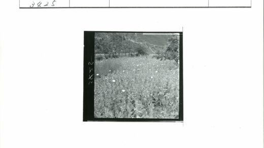 乌云下鲜花盛开的田野.jpg