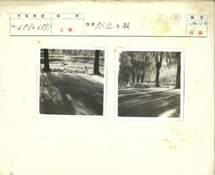 乡村阳光树荫下吃草的羊群.jpg