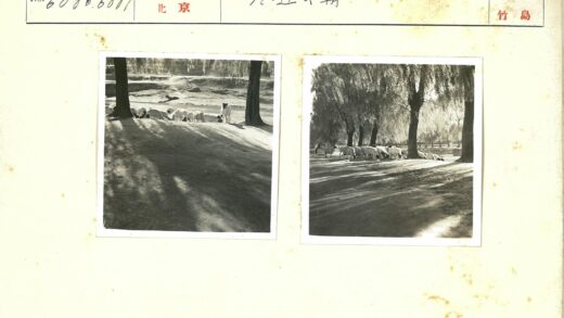 乡村阳光树荫下吃草的羊群.jpg