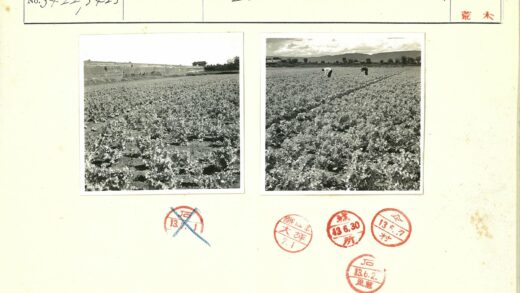 云雾山间农田耕作图.jpg