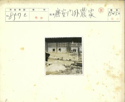 传统乡村建筑与鸡群生活场景.jpg