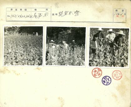 传统工人收获罂粟田实景.jpg