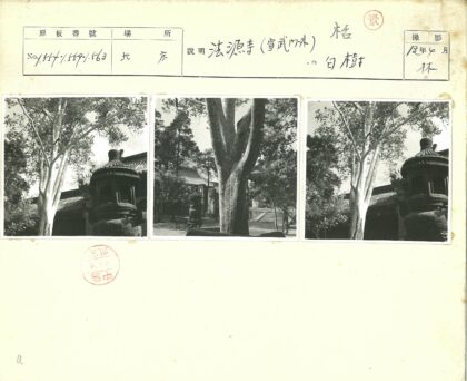 传统建筑庭院中的参天古树.jpg
