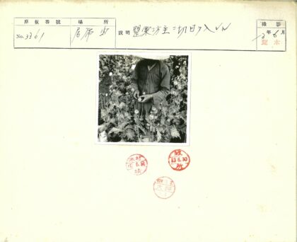 传统服饰者持罂粟荚田间.jpg