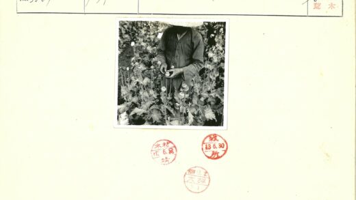 传统服饰者持罂粟荚田间.jpg