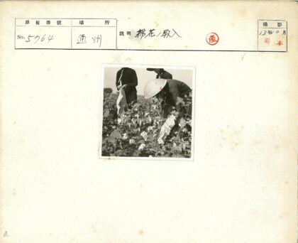 农民田间收割庄稼.jpg