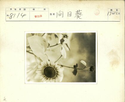 向日葵与树叶特写.jpg