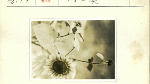 向日葵与树叶特写.jpg