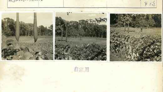 园丁在茂密花园工作.jpg