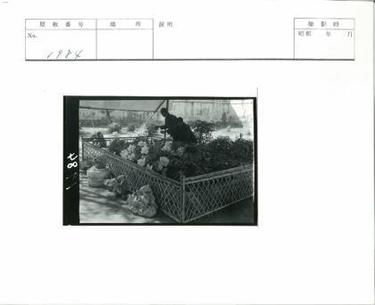 园艺师照料花园开花灌木.jpg