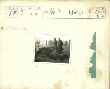 围观牲畜与购物车路人.jpg