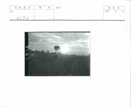 夕阳下田野孤树漫步.jpg