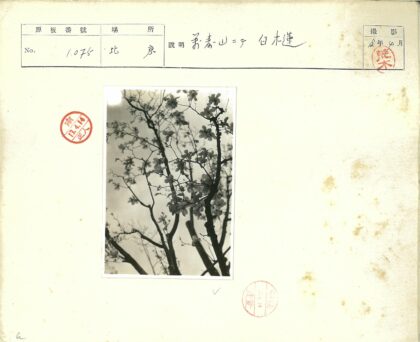 多云天空下开花树枝剪影.jpg