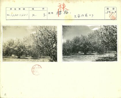多云天空下果园花开.jpg