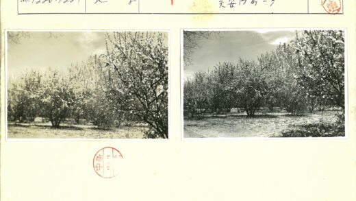 多云天空下果园花开.jpg