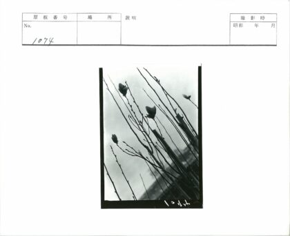 多云天空下的细长花茎.jpg