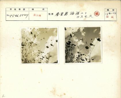 多云天空下花朵剪影.jpg
