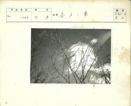 多云天空下黑白树枝特写.jpg