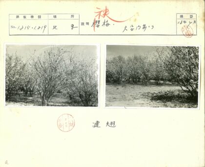多云春日花开草地风光.jpg