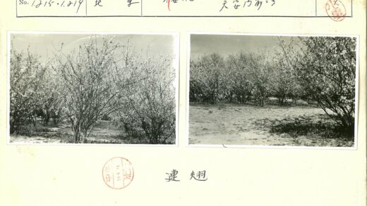 多云春日花开草地风光.jpg