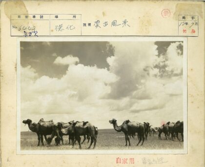 多云草地上的骆驼群.jpg