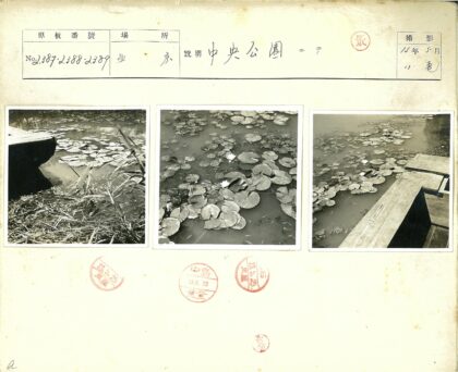宁静池塘睡莲与木码头.jpg