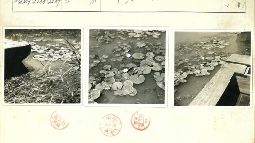 宁静池塘睡莲与木码头.jpg