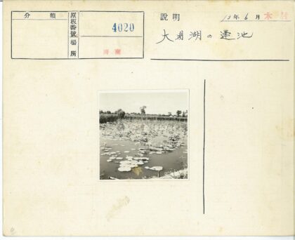 宁静池塘睡莲与绿荫.jpg