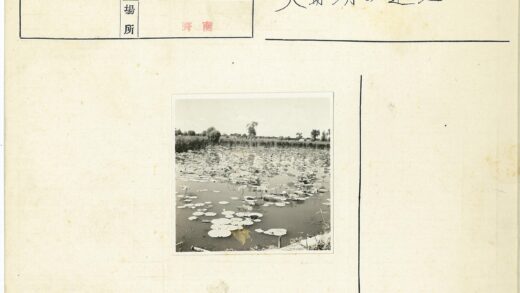 宁静池塘睡莲与绿荫.jpg