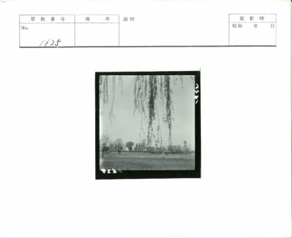宁静田野与云空树枝.jpg