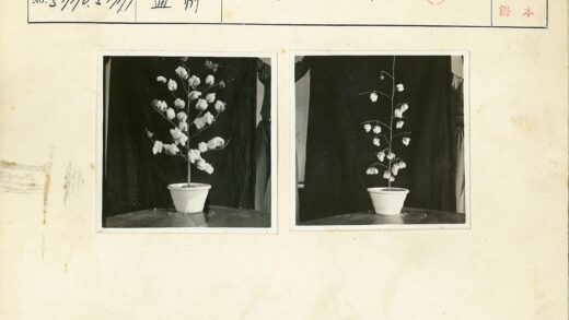 室内白花盆栽特写.jpg
