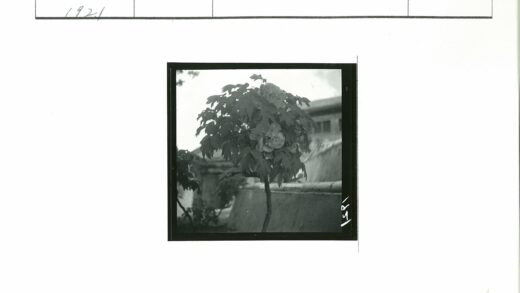 室外小树开花建筑背景.jpg