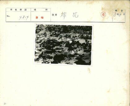 室外植物阴影黑白照.jpg