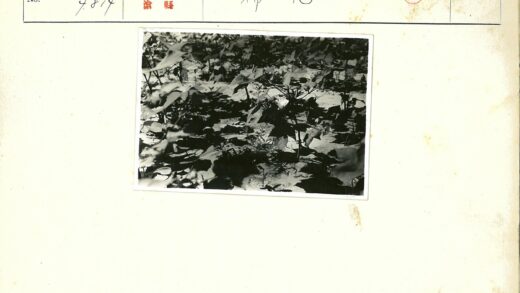 室外植物阴影黑白照.jpg