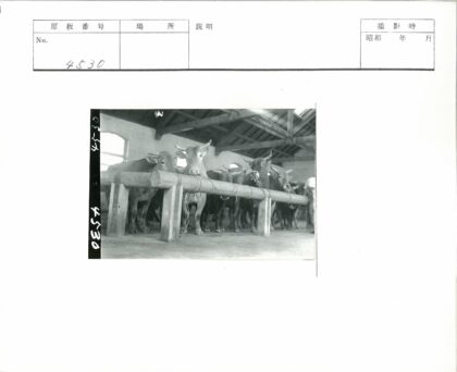 屋顶木梁拴牛室内老建筑.jpg