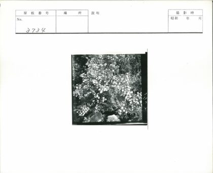岩石间盛开的灌木小花.jpg