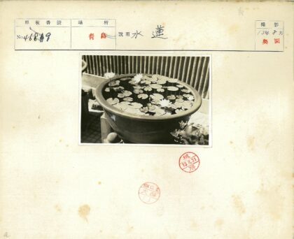 庭院陶瓷碗睡莲特写.jpg