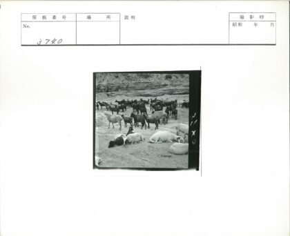 悬崖沙地山羊绵羊群.jpg