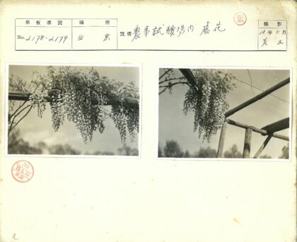户外木架鲜花与树林背景.jpg