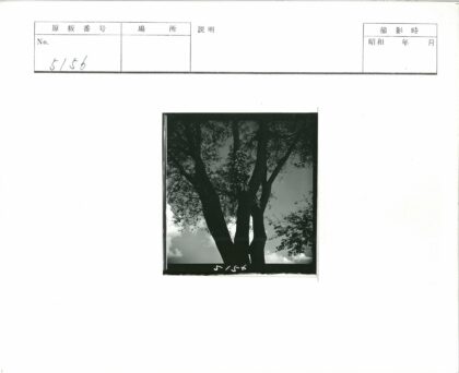 挂满香蕉的大树.jpg
