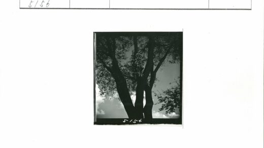 挂满香蕉的大树.jpg